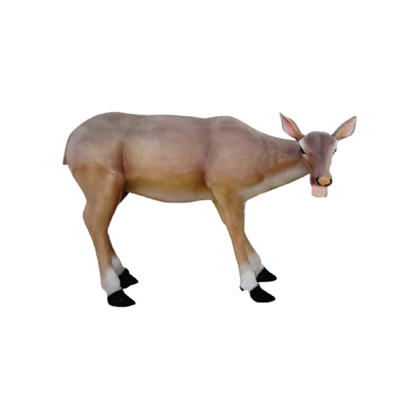 Large Doe